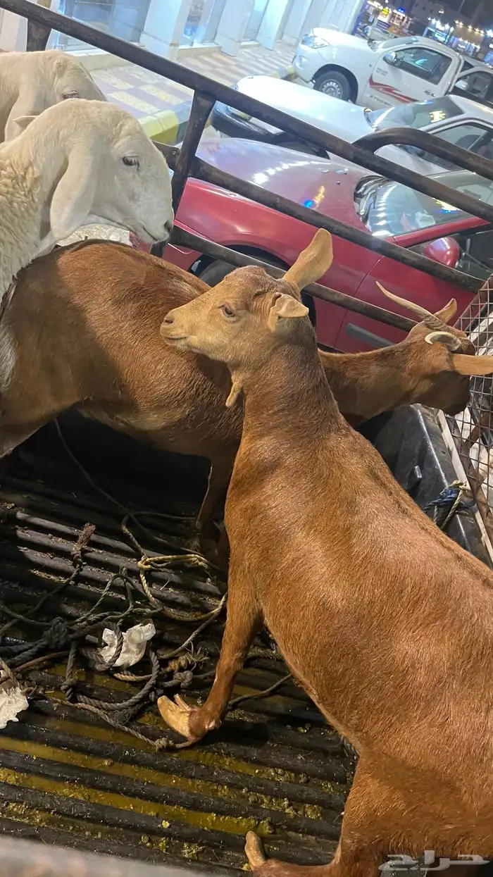 عناقين جذعه وثنين دفع في شهرين 1