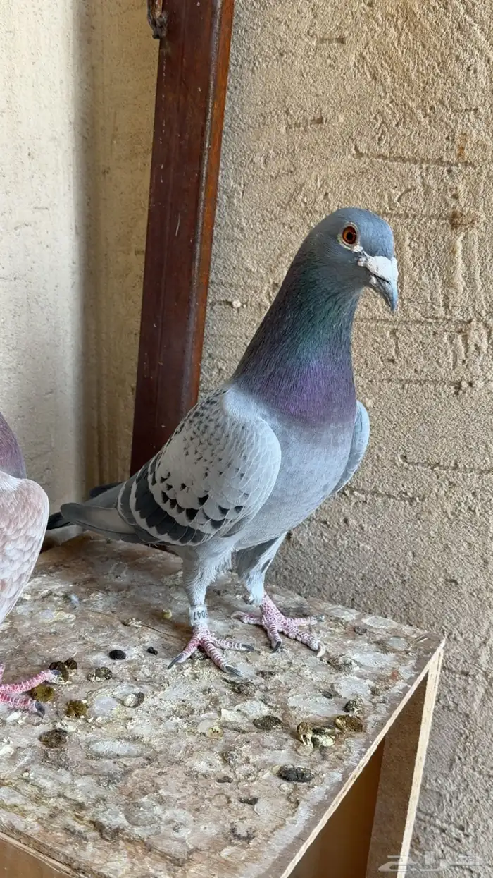 زواج حمام زاجل سباق 1