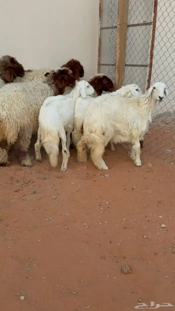7 رخال جذعات نعيمة وحرية فل شحم 1