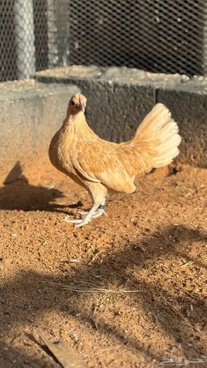 دجاج سبرايت كريمي ( TOP) 1