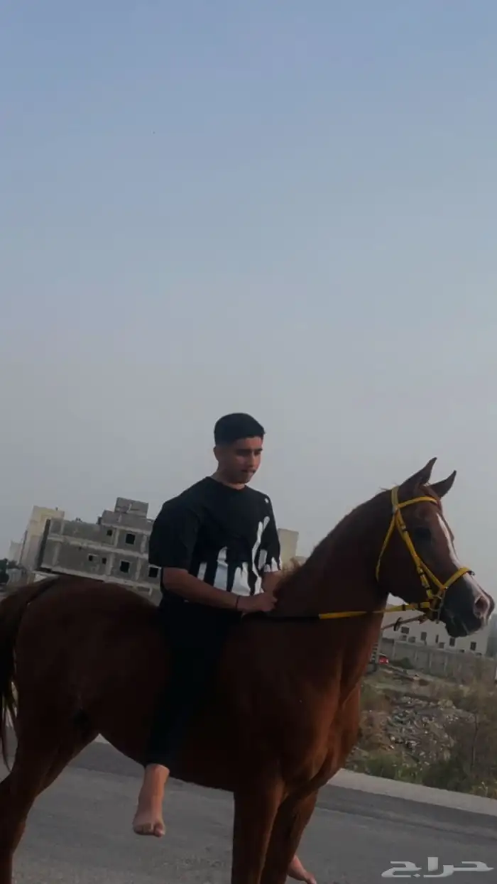 حصان مصري حصان واهو 7