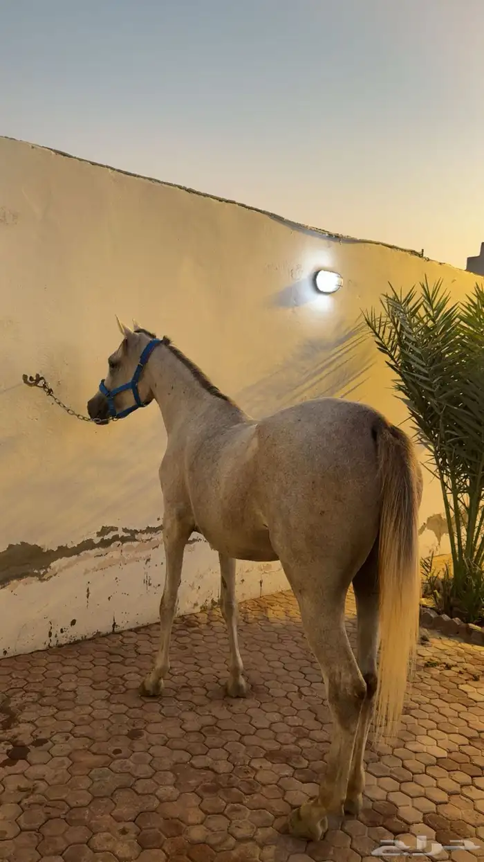 فرس واهو لقاح 3