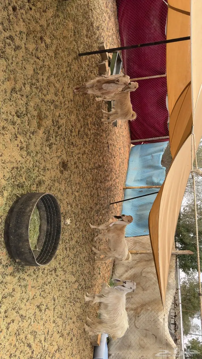 معزى مقاني طيبه 2