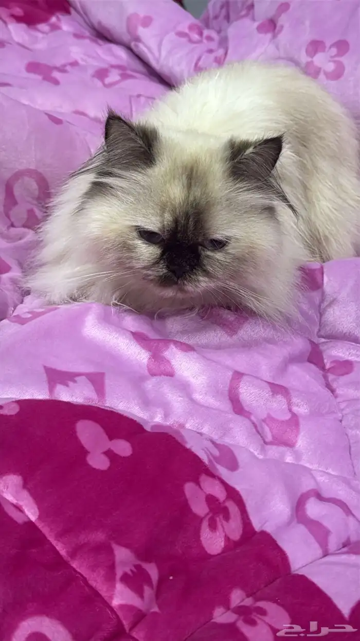 قطه للتبني 2