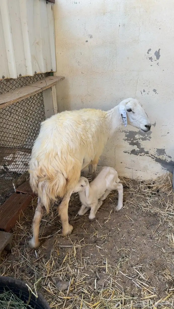 ذبايح حري وسواكني 1