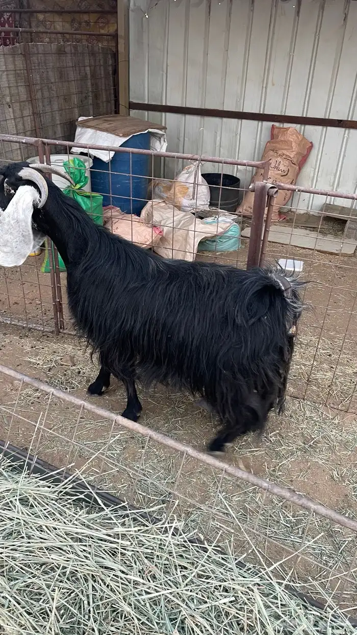 معزاء خلفات ودفيع 1