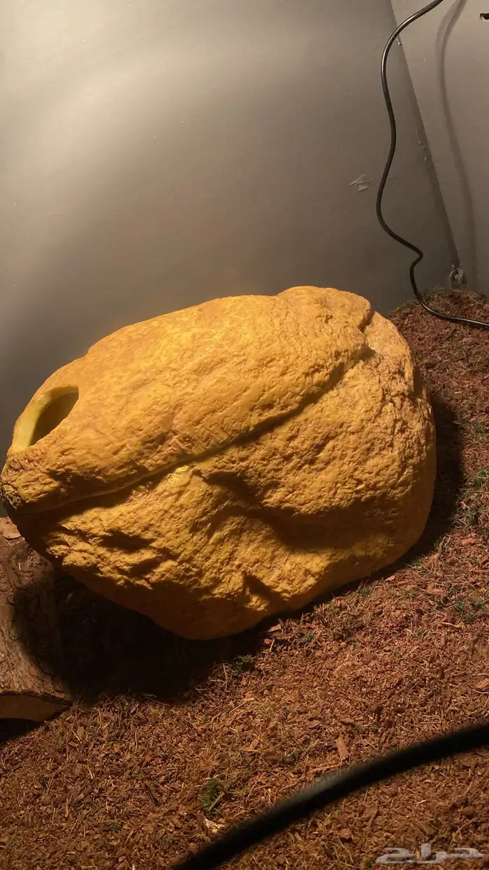 مستلزمات وفيران وجرذان 1