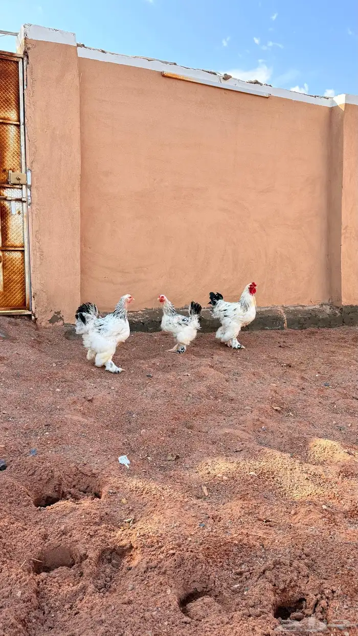 دجاج براهما كولنبي 6