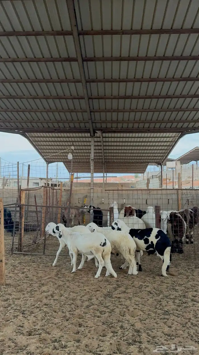 خرفان سواكن 1