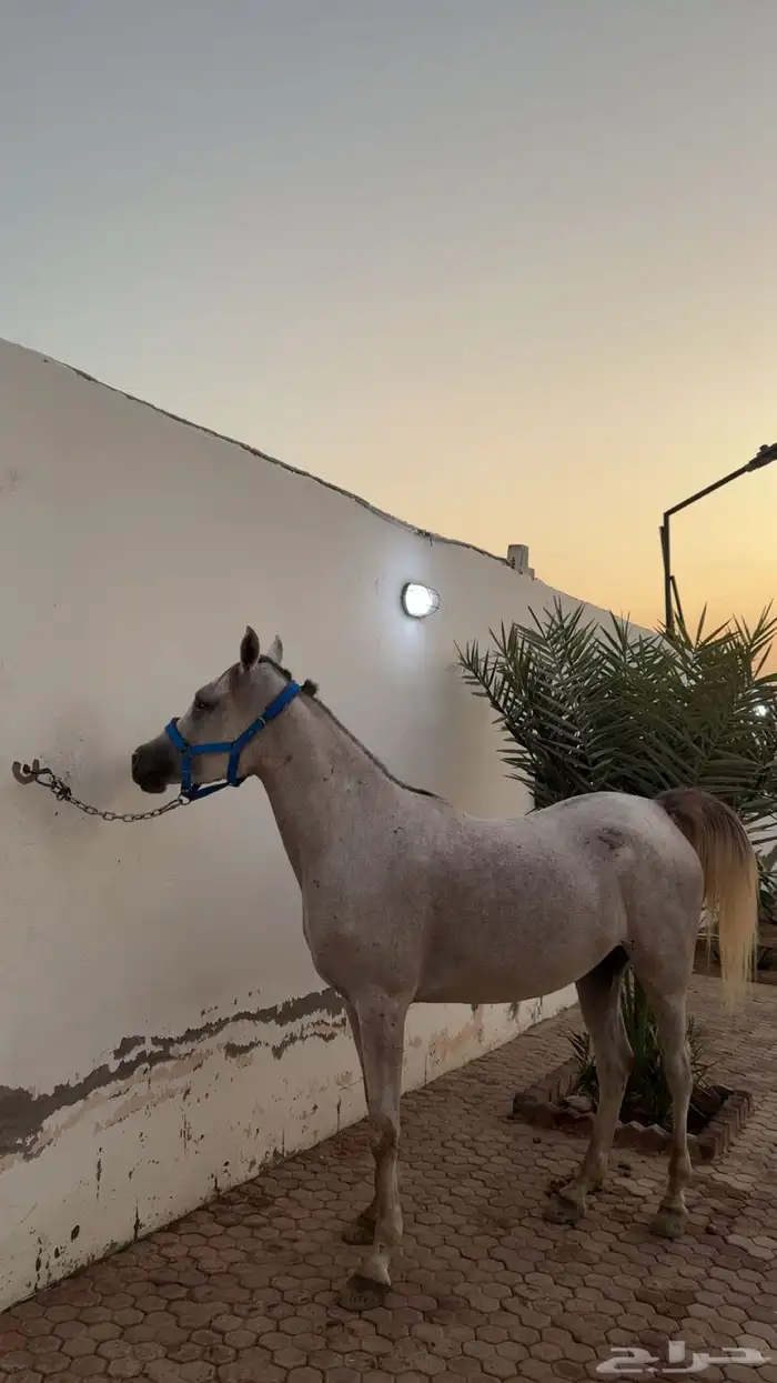 فرس واهو لقاح 0