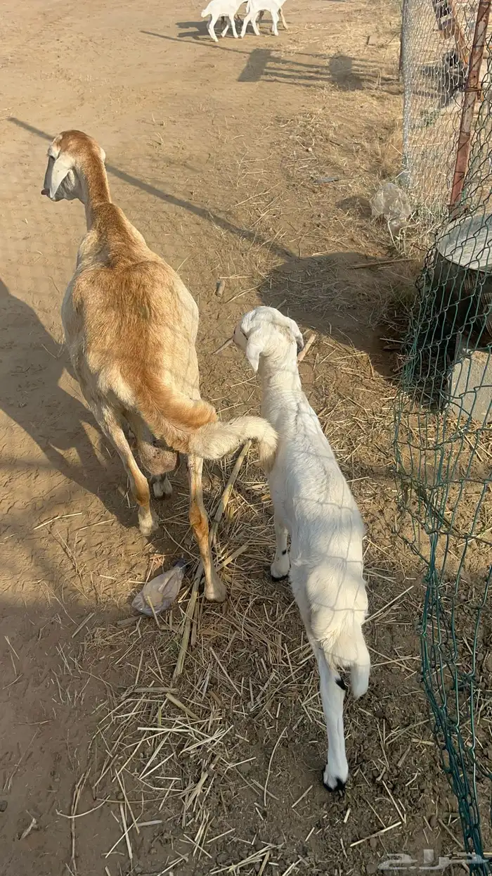 نعجه سواكنيه منتوج فاخره 6