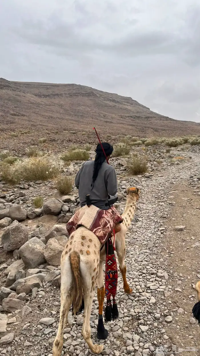 قعود للبيع 3