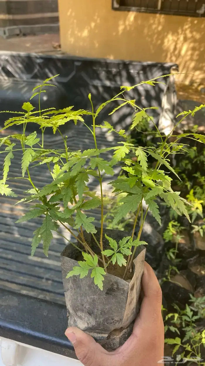 شتلات نيم بلدي و مرينجاء عربيه 1