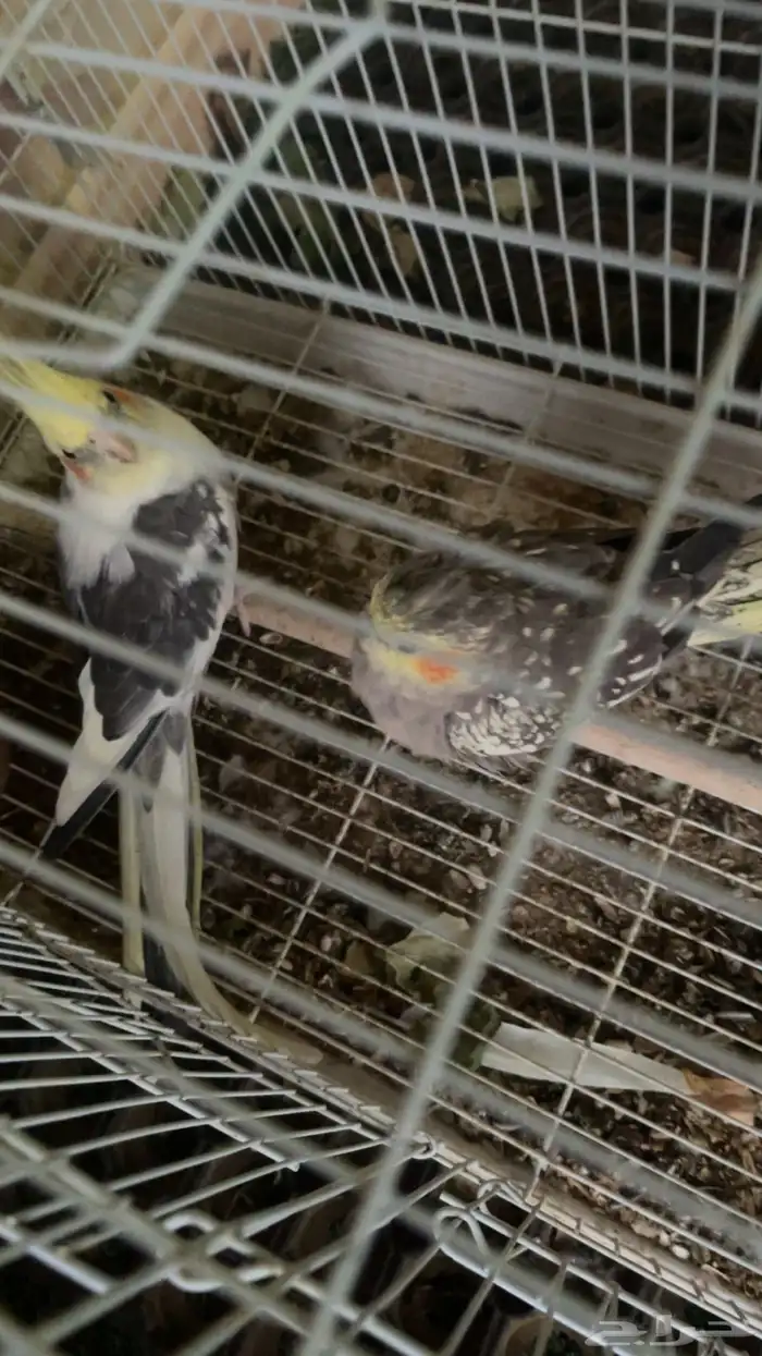 طيور كروان 0