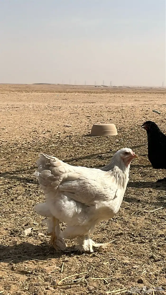 للبيع ديوك و دجاج بياض برامه كولومبي فاخر 7