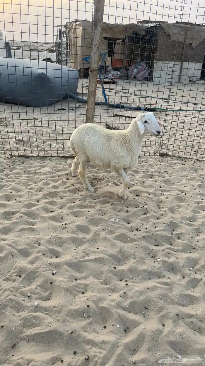 خروف ذبيحه 1