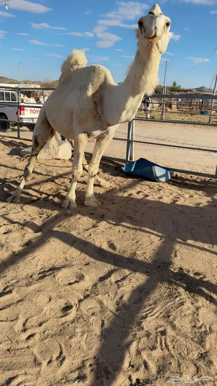 للبيع بعير اوضح 3