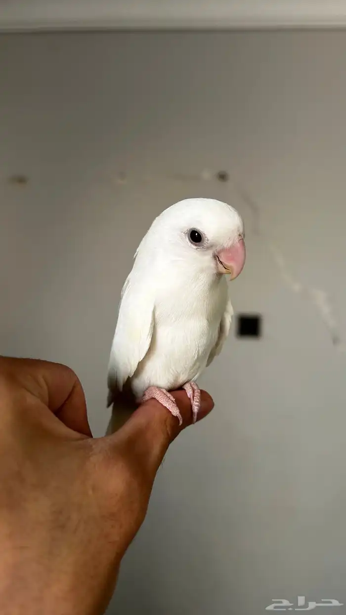 روز البينو 1