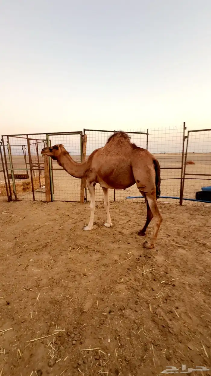 ناقه ساحليه حايل 3