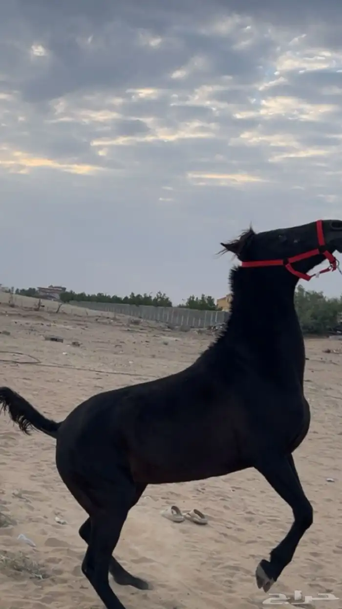 فرس  شعبية للبيع 5