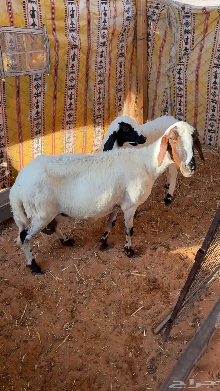 للبيع خلفه 2