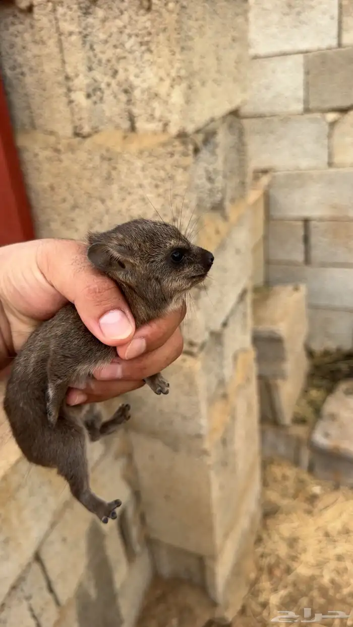 وبران بريه مواليد مصرحة 1