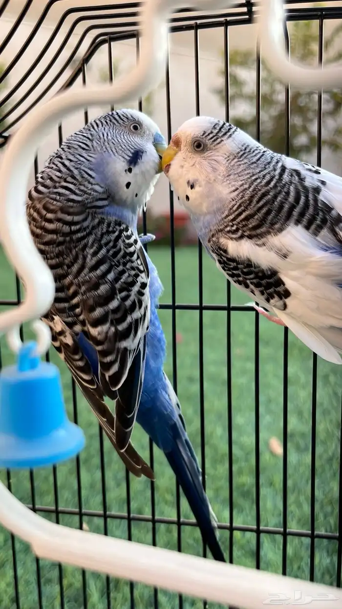 زوج بادجي منتج والان على وشك الانتاج 4