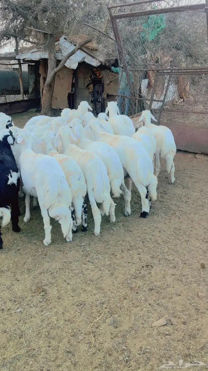 طليان للبيع 2