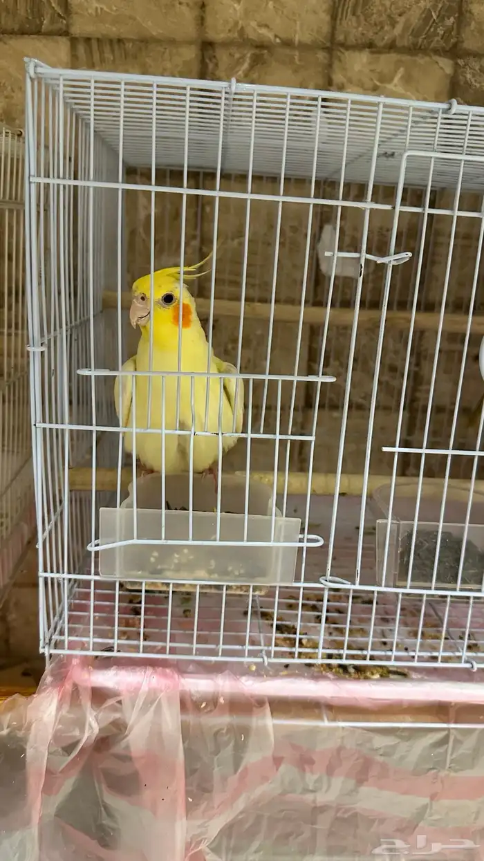 ببغاء كروان 0