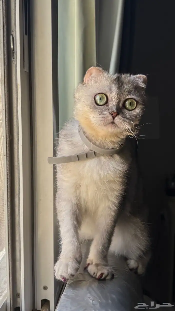 قطه سكوتش للتبني بيرو 1