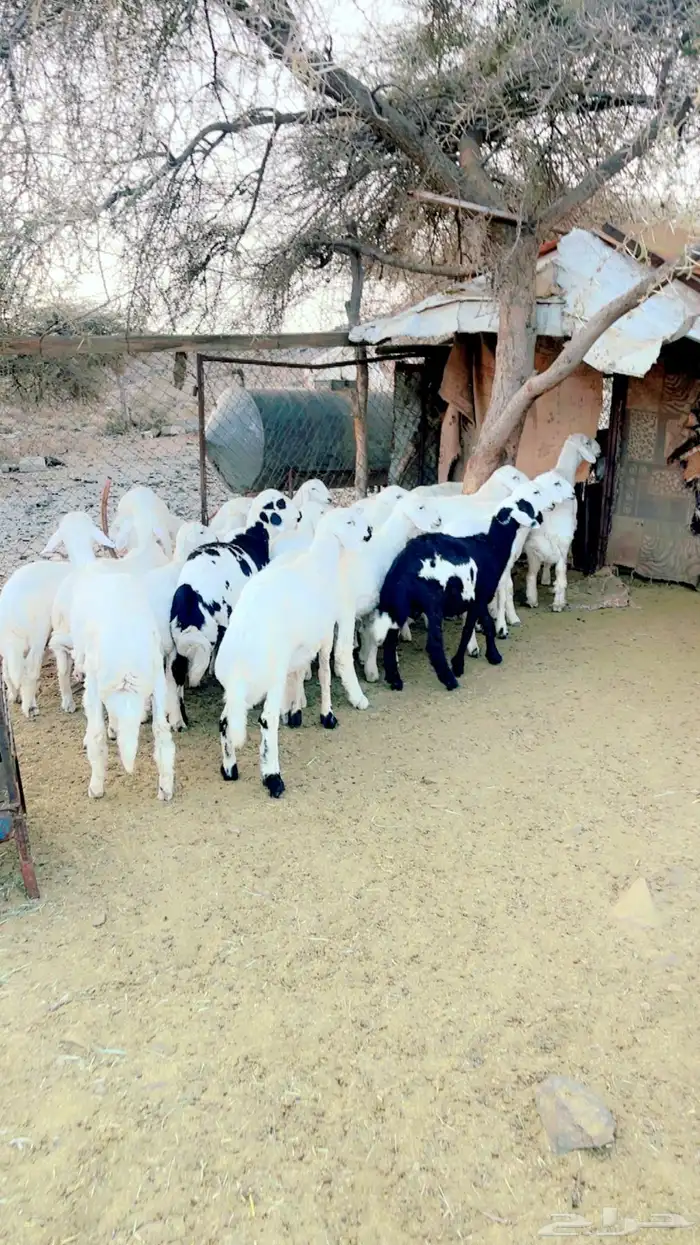 طليان للبيع 1