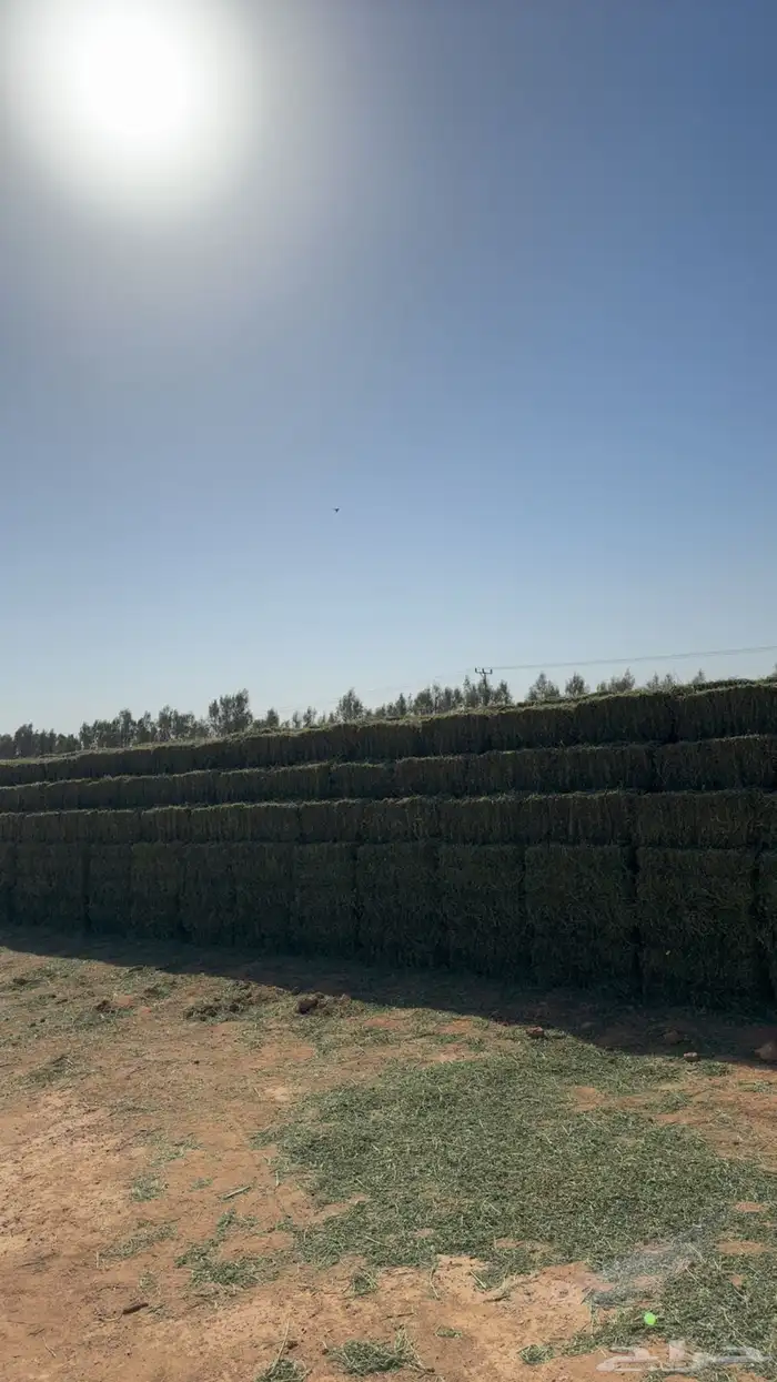 برسيم صافي للبيع 2