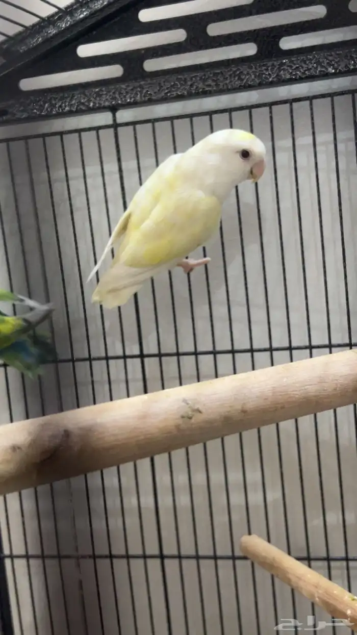 انثايتين روز اينو 1