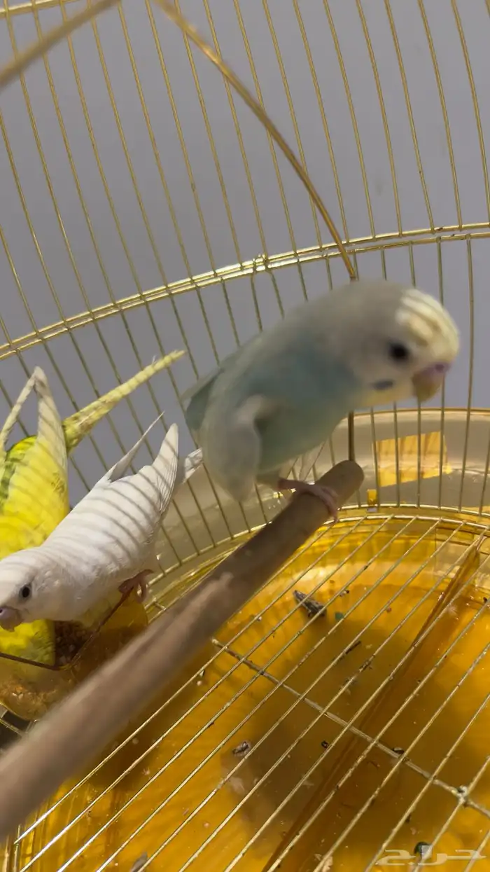 ثلاثه طيور بادجي 0