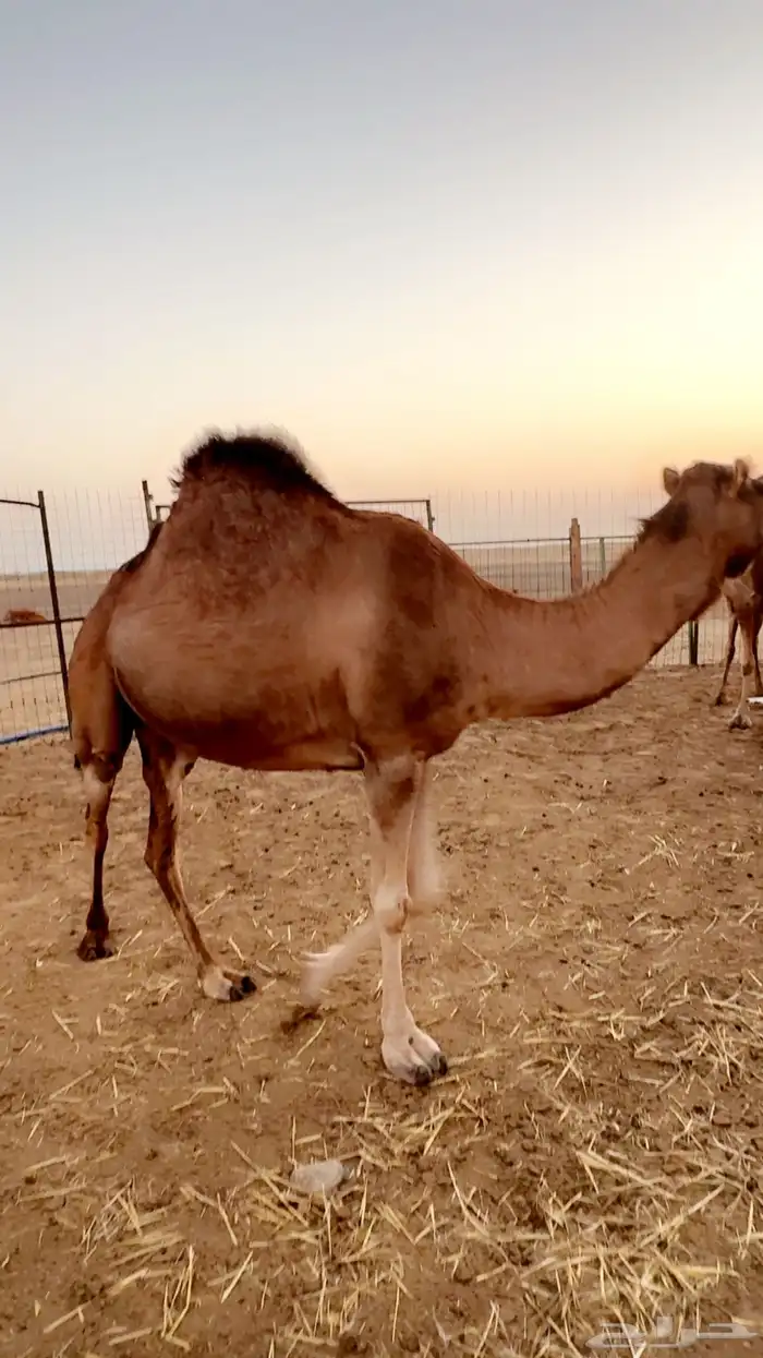 ناقه ساحليه حايل 5