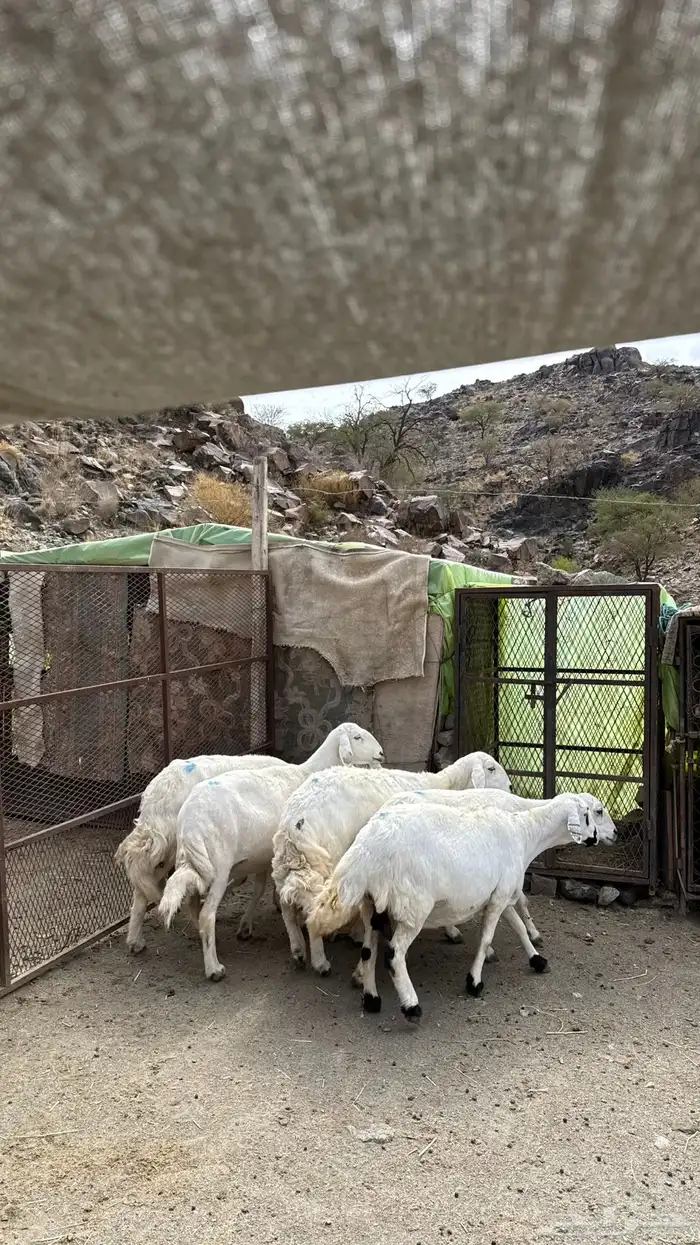 6 ضان حيل سمان 0