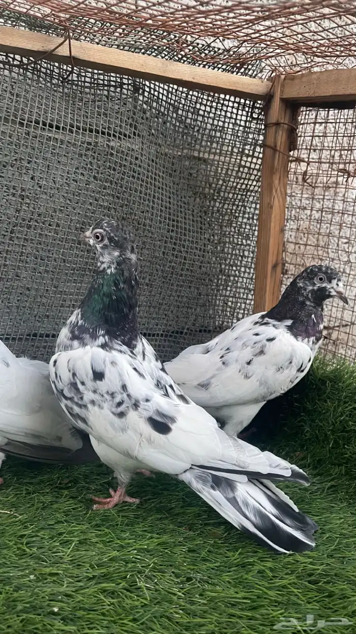 حمام مشكل و في غيره ازواج و فرايد 4