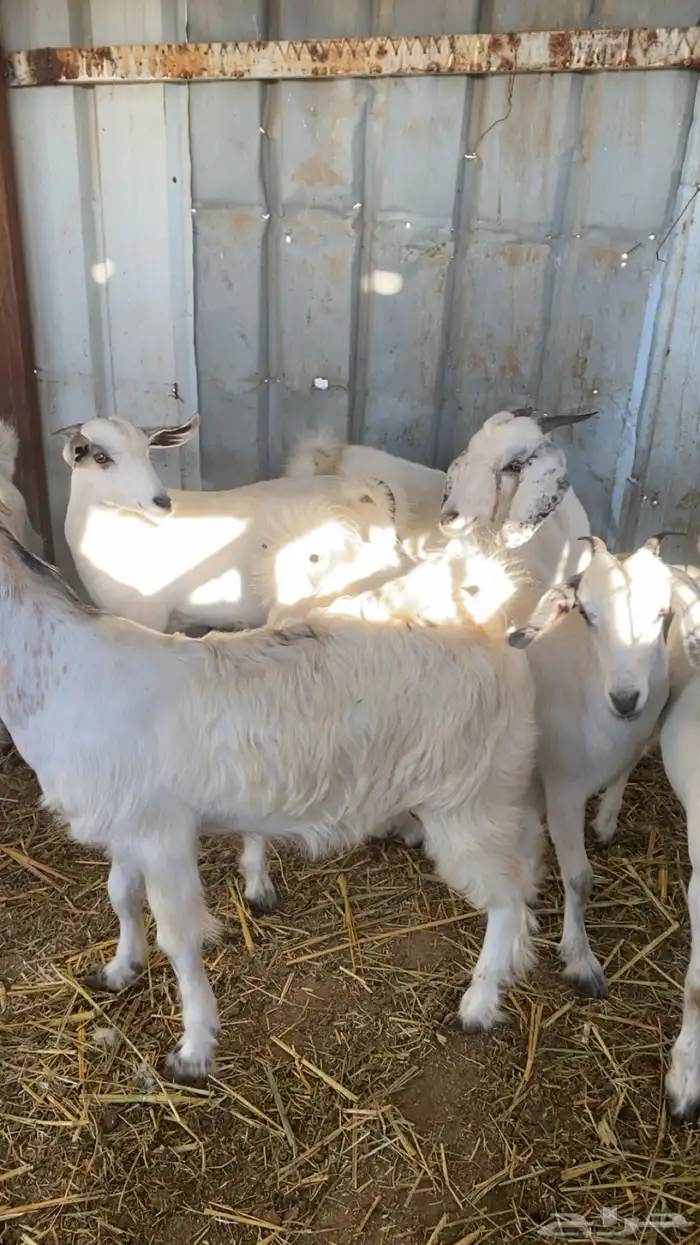 تيوس وجفار جذعان التيوس مخصاه 0