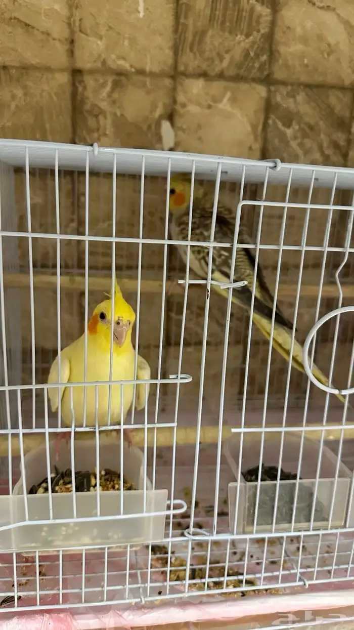 ببغاء كروان 1