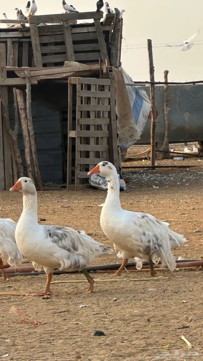 اثنين ذكران للبيع 1