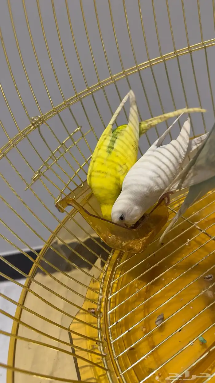 ثلاثه طيور بادجي 1