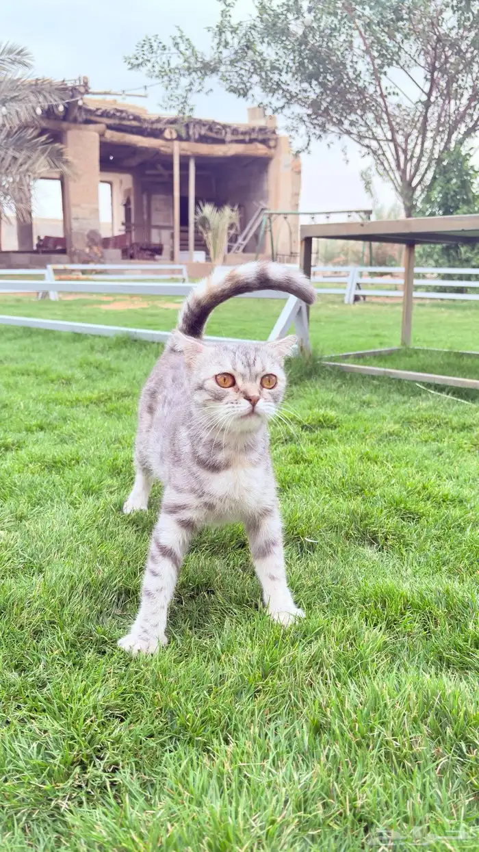 قطه سكوتش للتبني 0