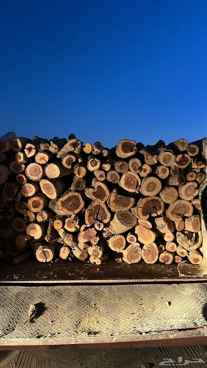 دينه شرط 2014 0