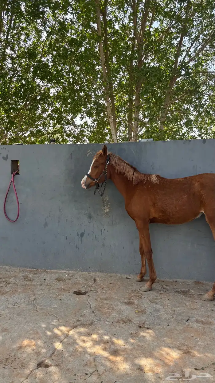 مهره شعبية 0