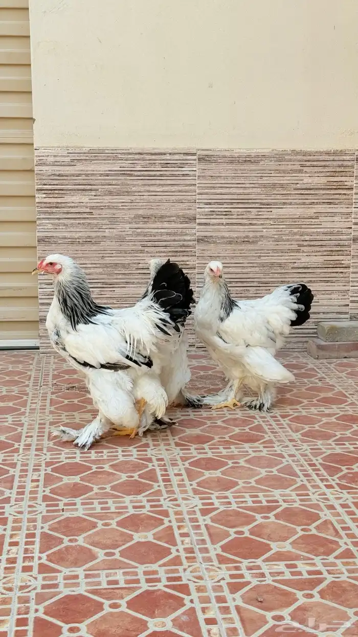 طقم براهم ألماني عملاق 0