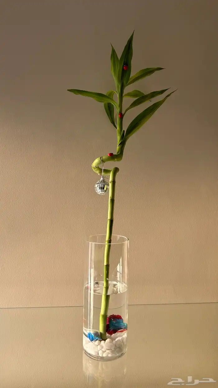 هدايا سمك ونباتات 2