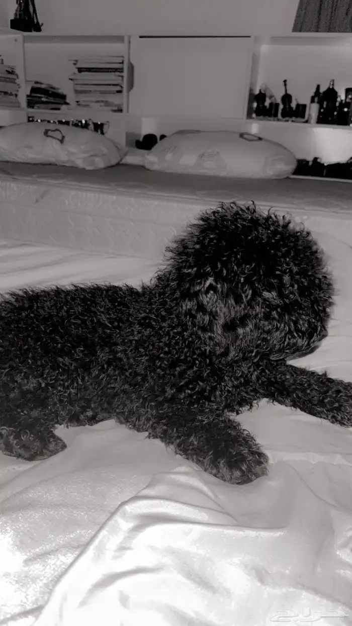 كلب بودل صغير للبيع 3