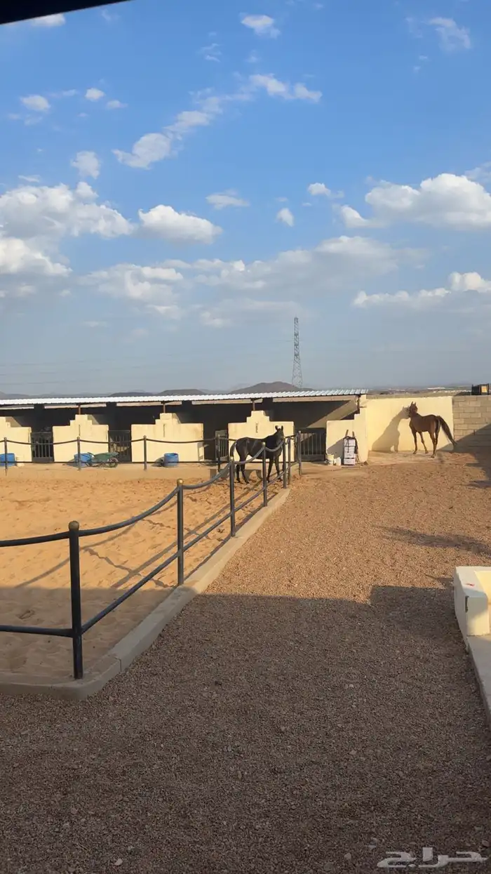 إعلان ايواء ب اسعار مميزه 0