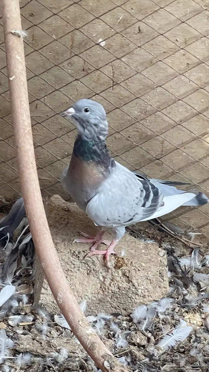 حمام مشكل و في غيره ازواج و فرايد 3