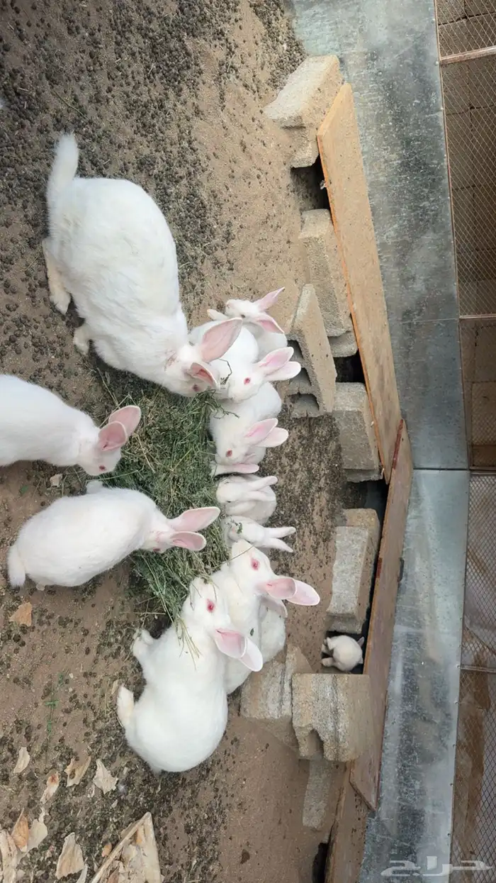 ارانب فرنسيه 1